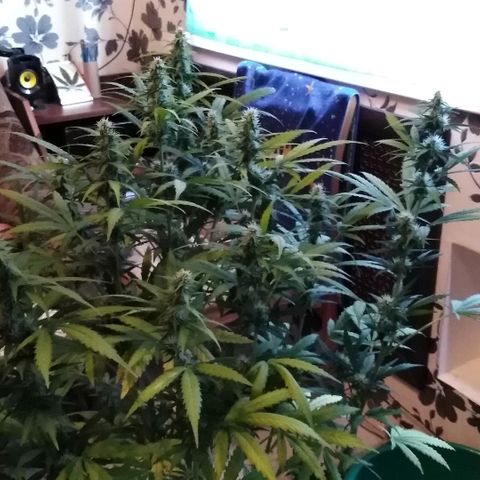 Auto AK growlog timeline photo