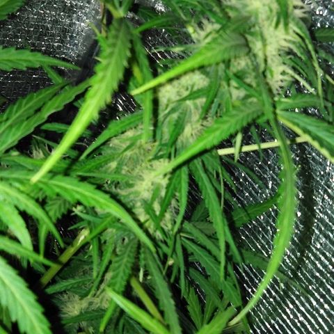 Auto AK growlog timeline photo