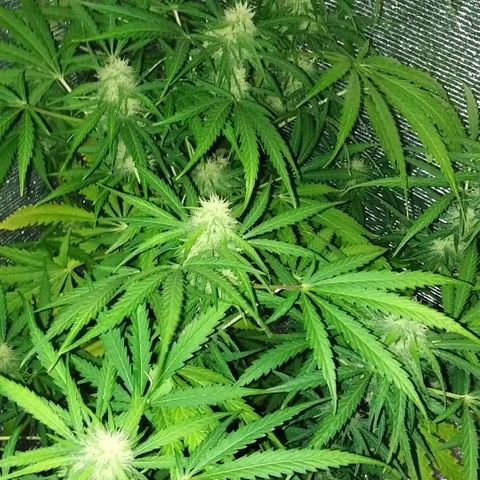 Auto AK growlog timeline photo