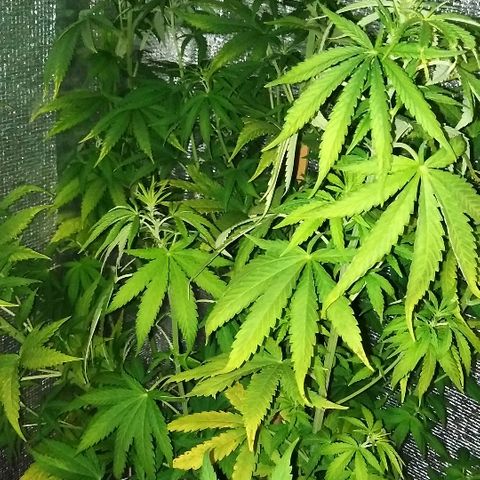 White Widow growlog timeline photo