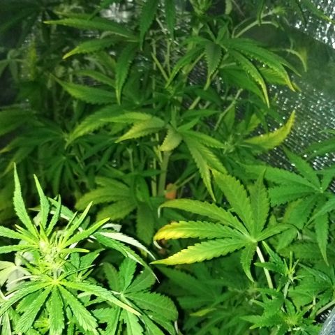 White Widow growlog timeline photo