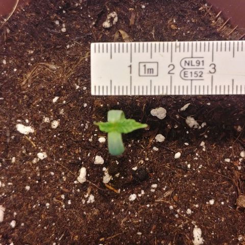 Northern Light growlog timeline photo