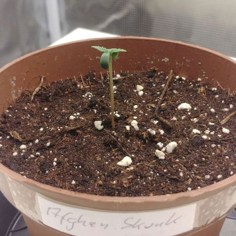Afghan Skunk growlog timeline photo