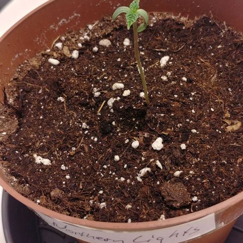 Northern Light growlog timeline photo