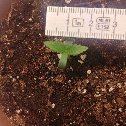 Afghan Skunk growlog timeline photo