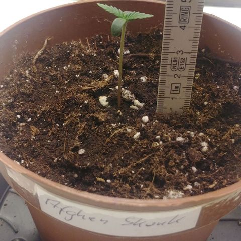 Afghan Skunk growlog timeline photo