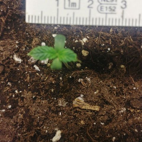 Northern Light growlog timeline photo