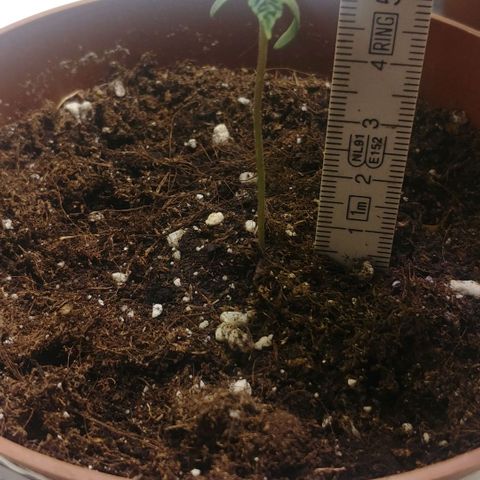 Northern Light growlog timeline photo