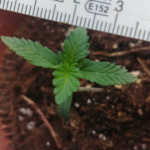 Afghan Skunk growlog timeline photo