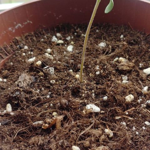 Northern Light growlog timeline photo