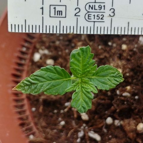 Northern Light growlog timeline photo