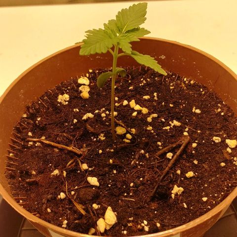 Afghan Skunk growlog timeline photo