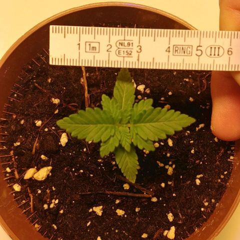Afghan Skunk growlog timeline photo