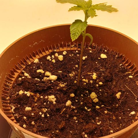 Northern Light growlog timeline photo