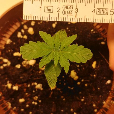 Northern Light growlog timeline photo