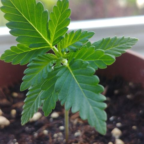 Afghan Skunk growlog timeline photo