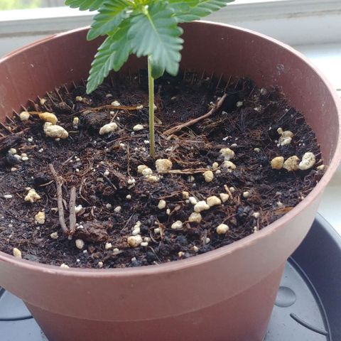 Afghan Skunk growlog timeline photo