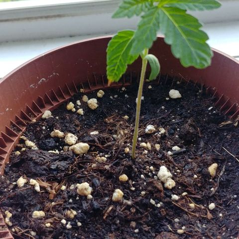 Northern Light growlog timeline photo