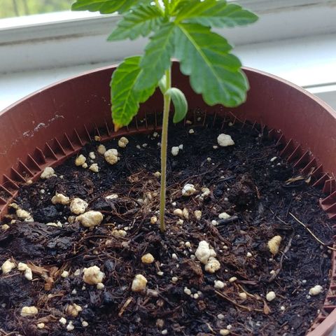 Northern Light growlog timeline photo