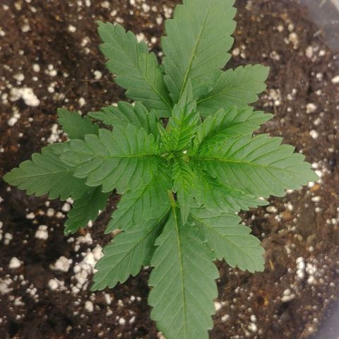 Afghan Skunk growlog timeline photo