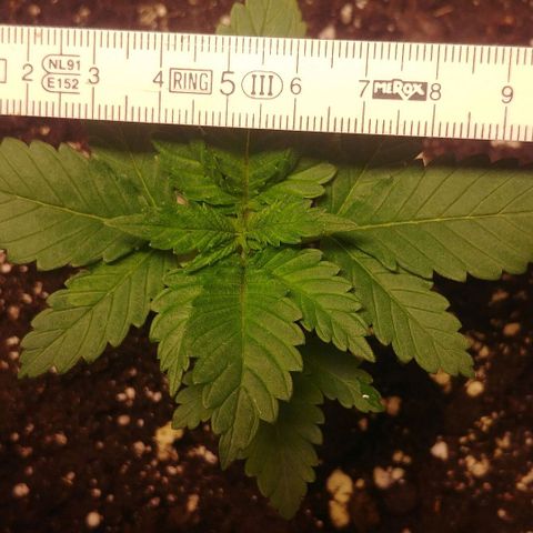 Afghan Skunk growlog timeline photo