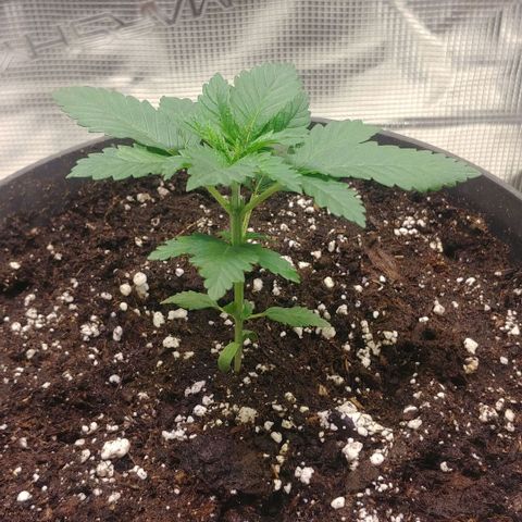 Afghan Skunk growlog timeline photo