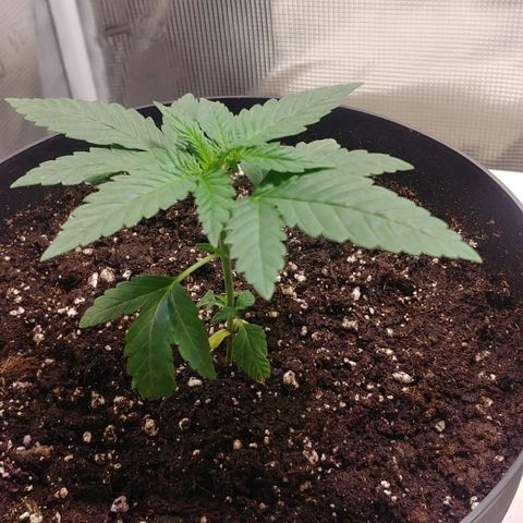 Northern Light growlog timeline photo