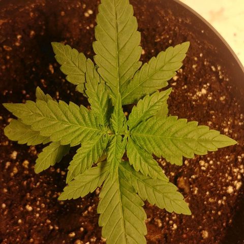 Northern Light growlog timeline photo