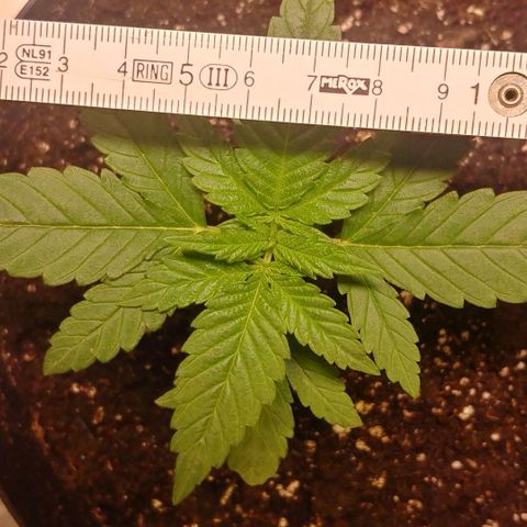 Northern Light growlog timeline photo