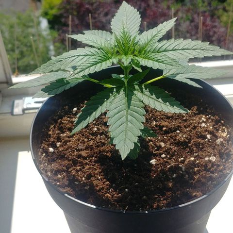 Northern Light growlog photo: Before topping