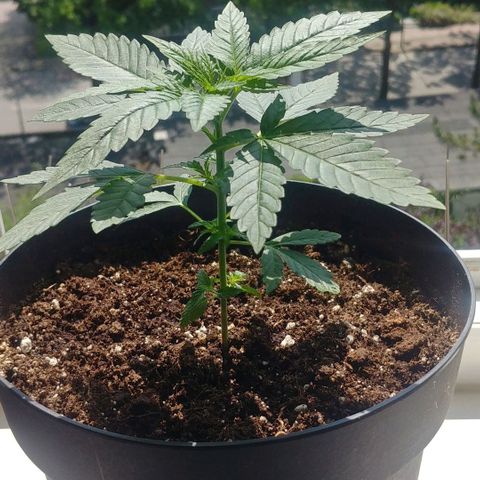 Northern Light growlog photo: Before topping