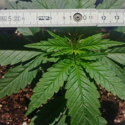 Northern Light growlog photo: Before topping