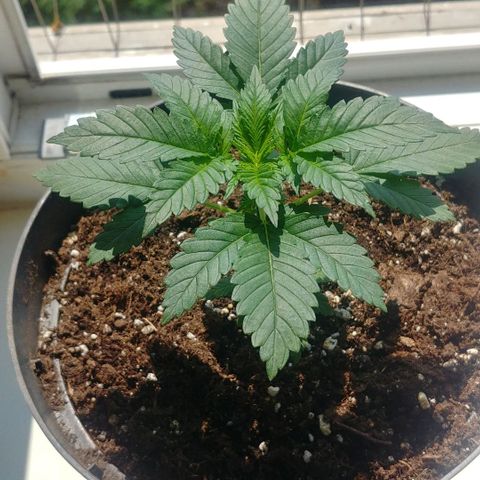 Afghan Skunk growlog photo: Before topping
