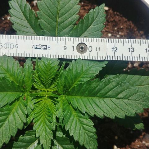Afghan Skunk growlog timeline photo