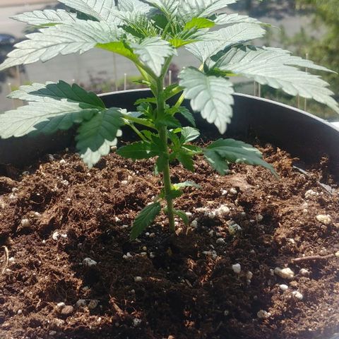 Afghan Skunk growlog photo: Before topping