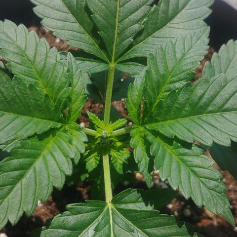 Afghan Skunk growlog photo: After topping