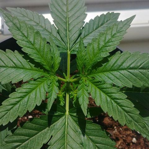 Northern Light growlog photo: After topping