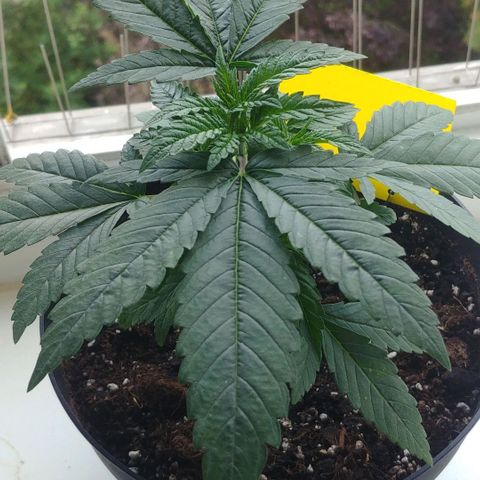 Northern Light growlog timeline photo