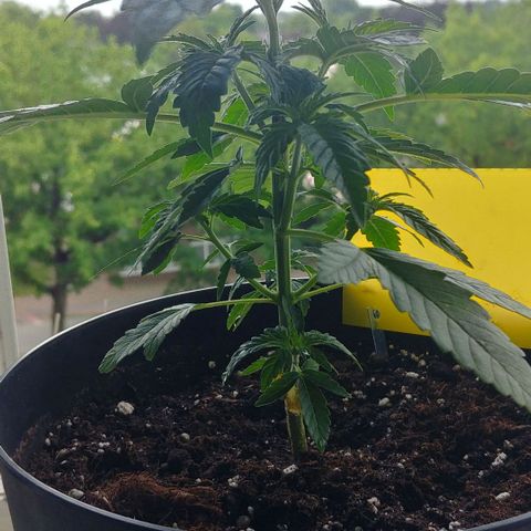 Northern Light growlog timeline photo