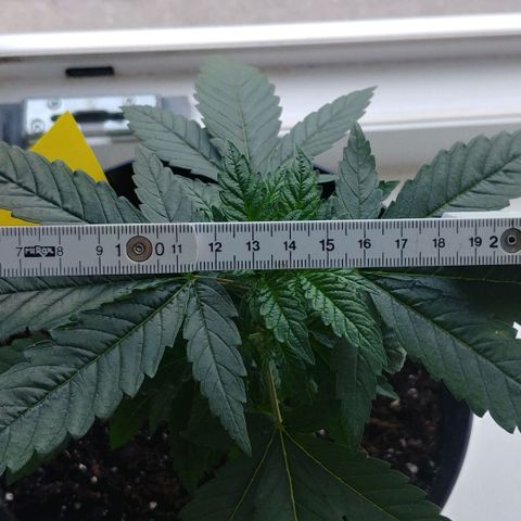 Northern Light growlog timeline photo