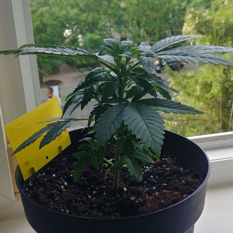 Northern Light growlog timeline photo