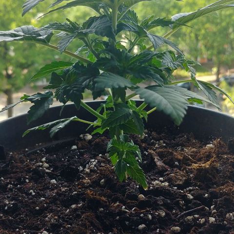 Afghan Skunk growlog timeline photo