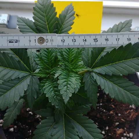 Afghan Skunk growlog timeline photo