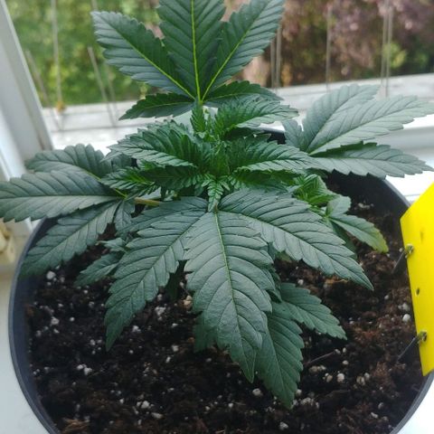 Afghan Skunk growlog timeline photo