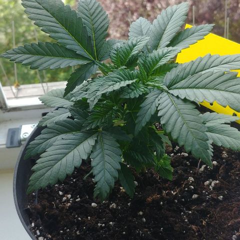 Afghan Skunk growlog timeline photo