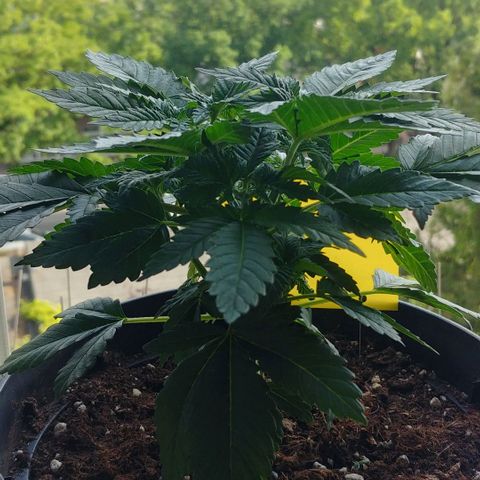 Afghan Skunk growlog timeline photo