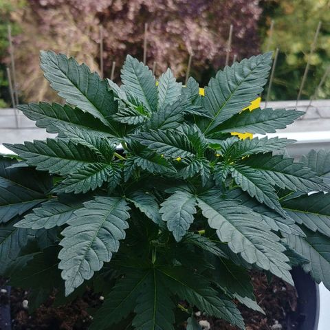 Afghan Skunk growlog timeline photo