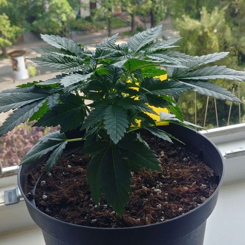 Afghan Skunk growlog timeline photo