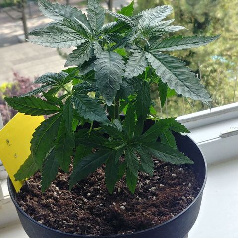 Northern Light growlog timeline photo