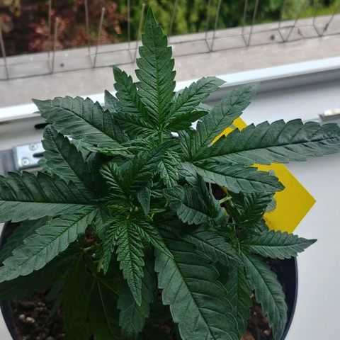 Northern Light growlog timeline photo
